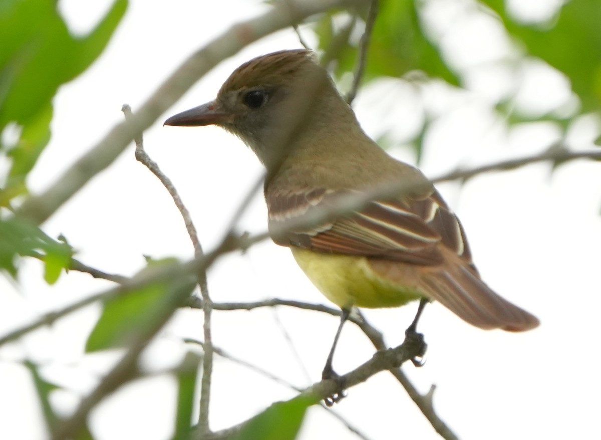 Great Crested Flycatcher - ML616878197