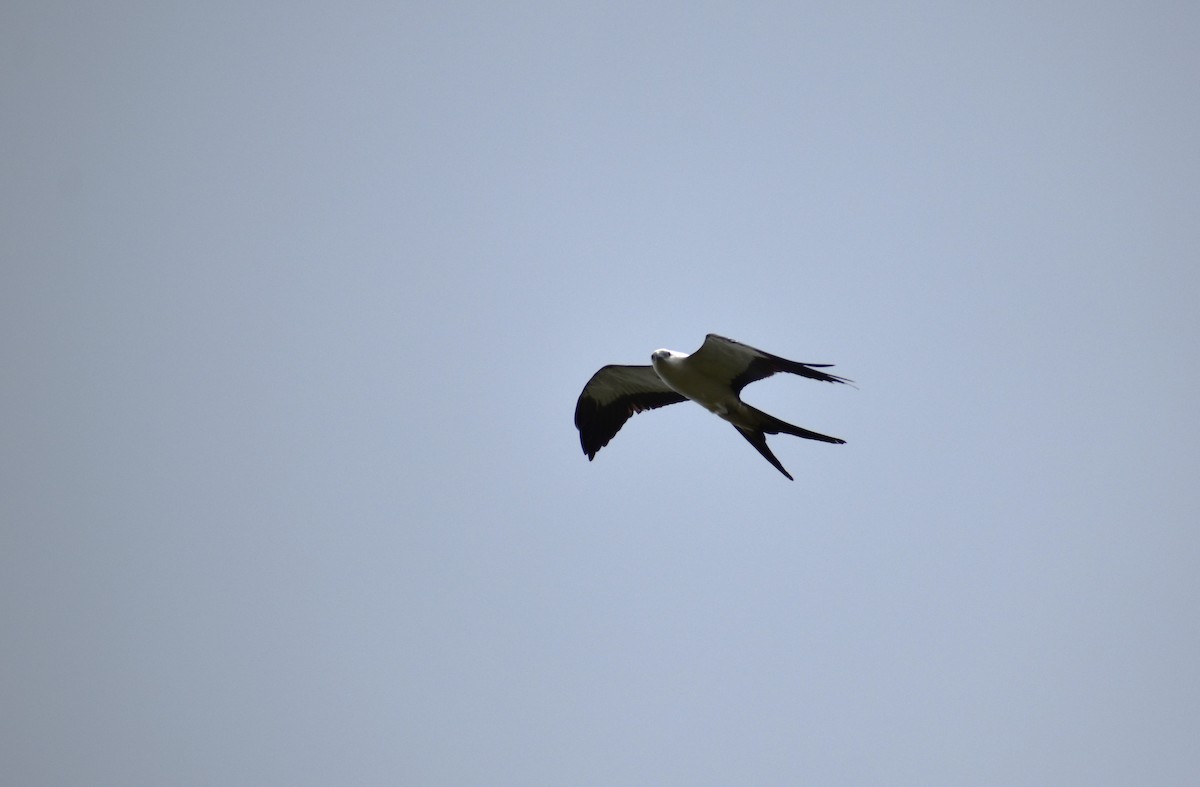 Swallow-tailed Kite - ML616878198