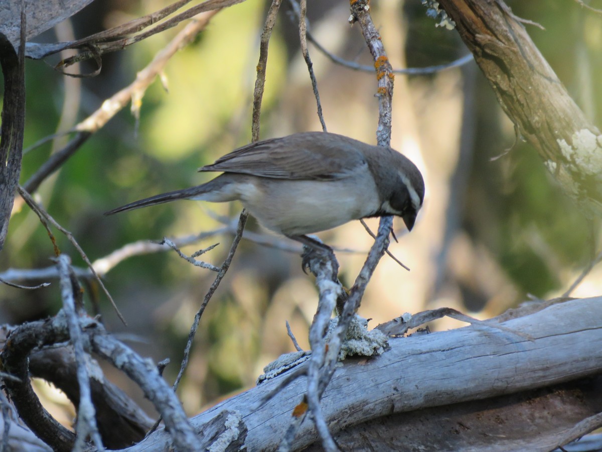 Black-throated Sparrow - ML616878240