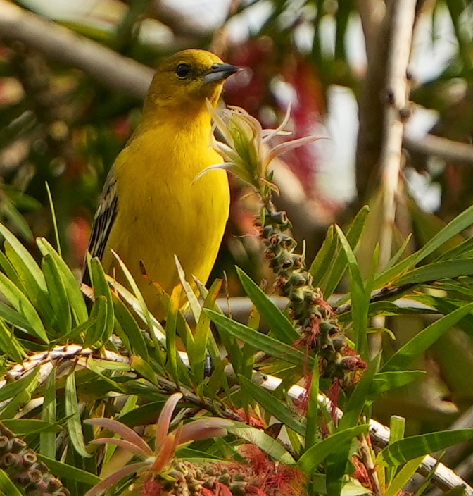 Orchard Oriole - ML616878243