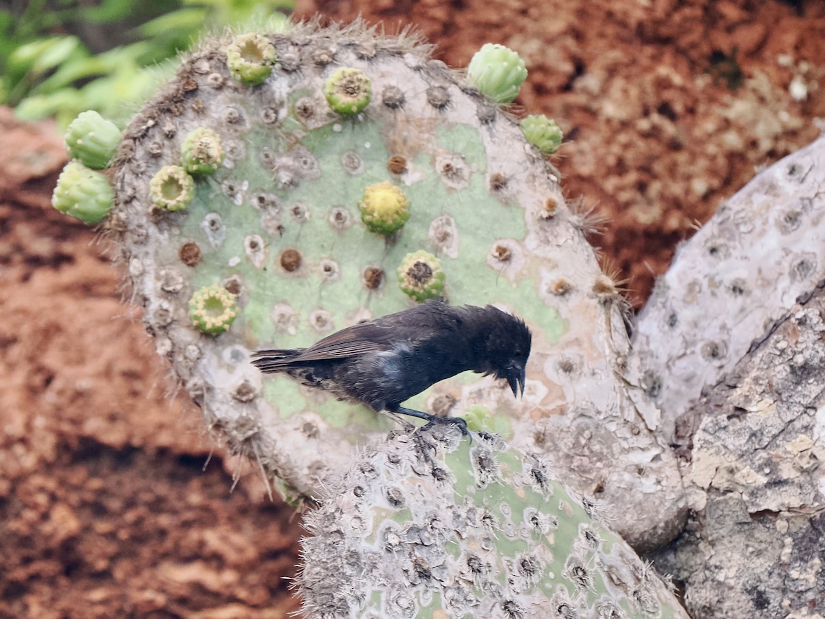 Common Cactus-Finch - ML616878313