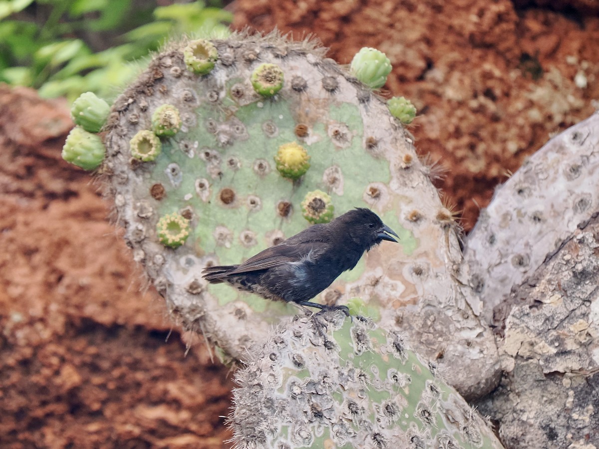 Pinzón de Darwin de Los Cactus - ML616878314