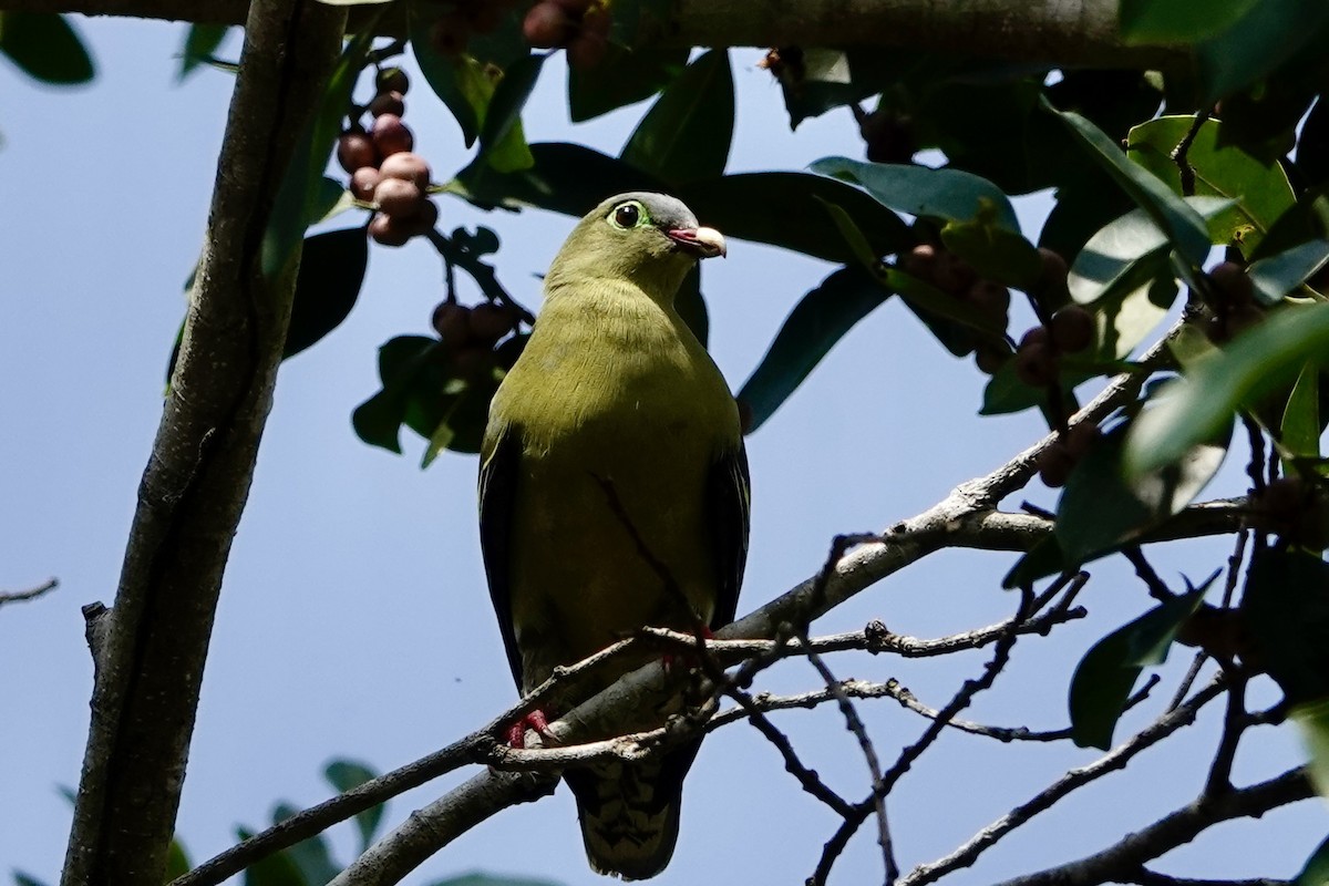 Thick-billed Green-Pigeon - ML616878396