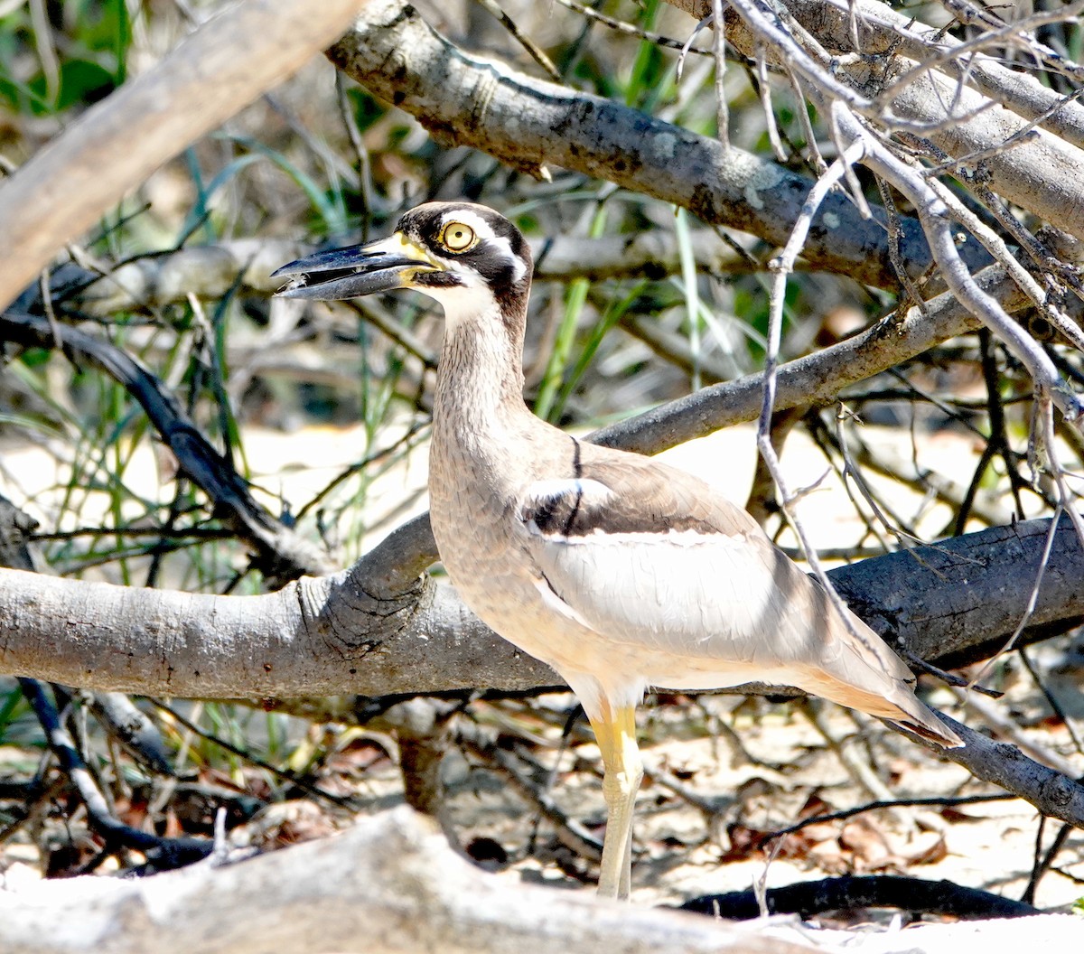 Beach Thick-knee - Norm Clayton