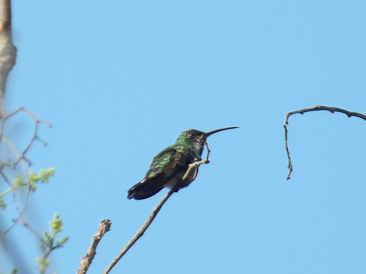 kolibřík panamský - ML616878452