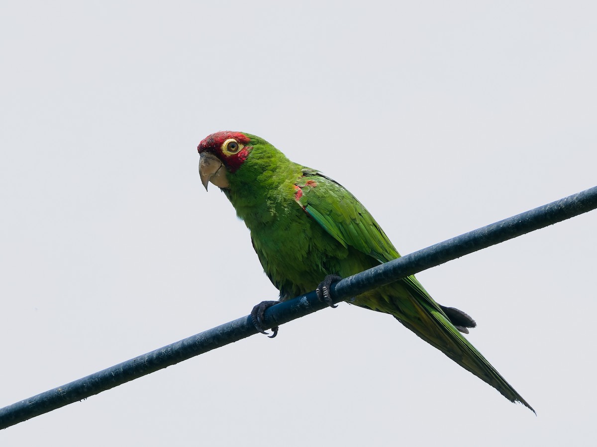 Guayaquil Papağanı - ML616878484