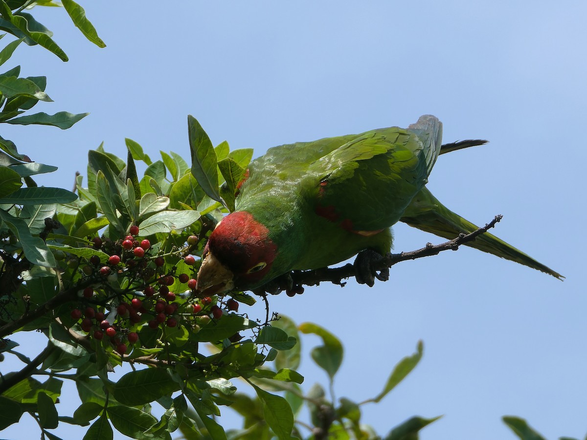 Guayaquil Papağanı - ML616878485