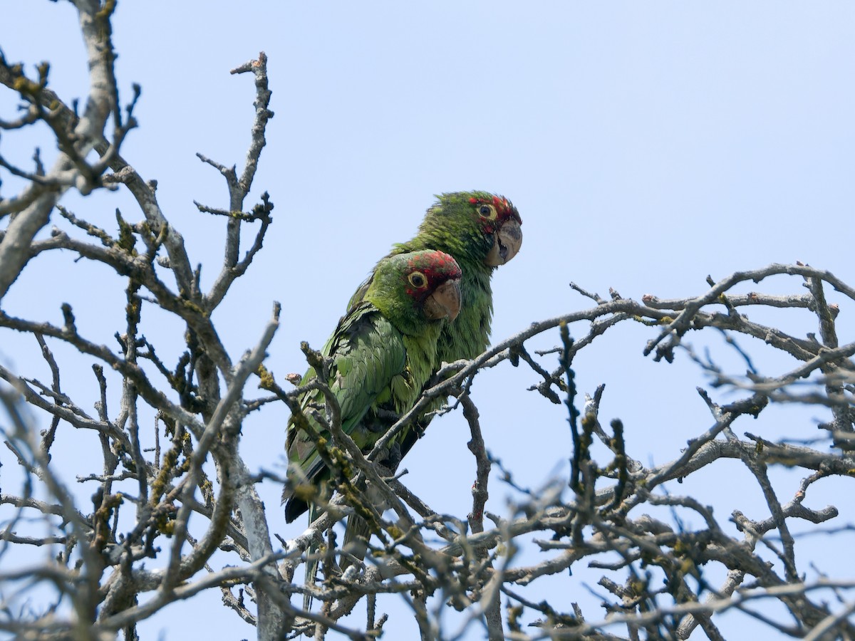 Red-masked Parakeet - Rutger Koperdraad