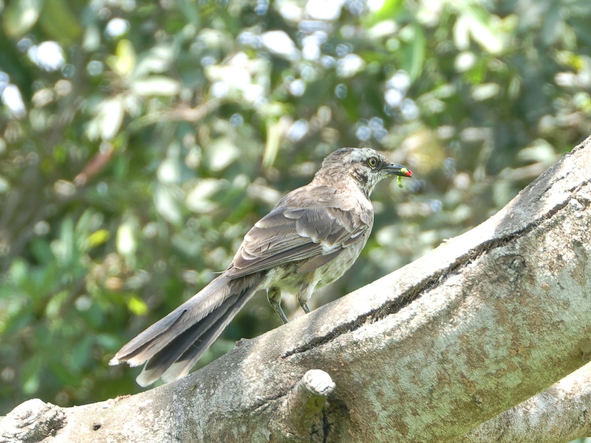 Long-tailed Mockingbird - ML616878494
