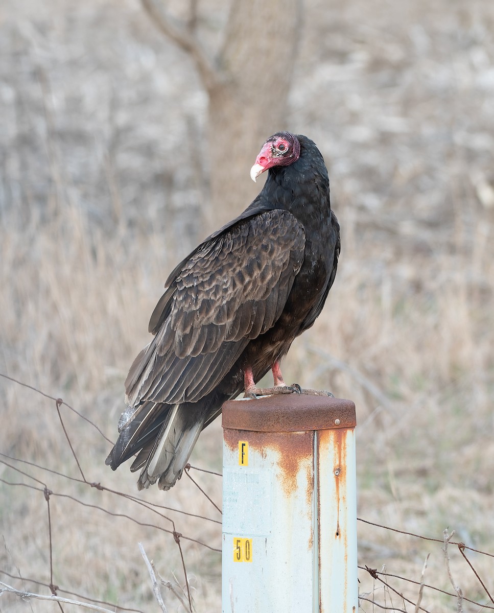 Turkey Vulture - ML616878623