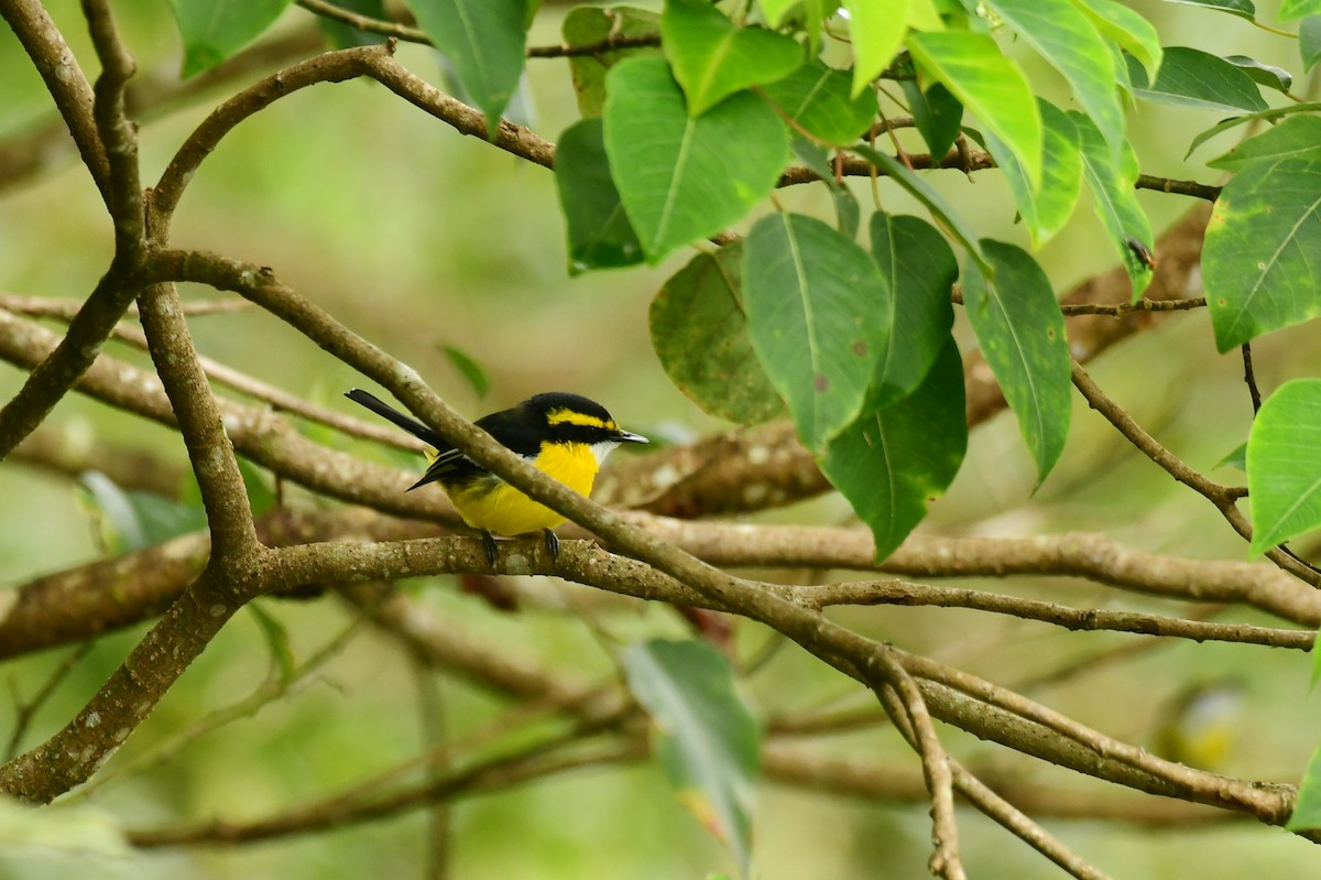 Yellow-breasted Boatbill - ML616878712