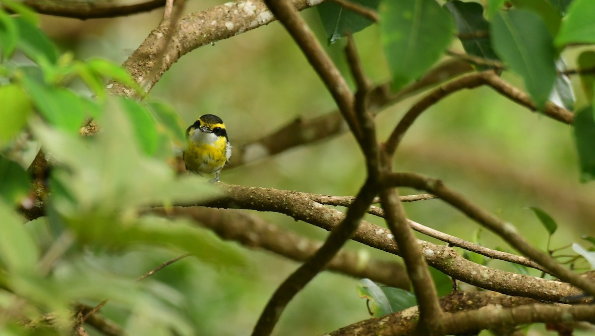 Yellow-breasted Boatbill - ML616878716