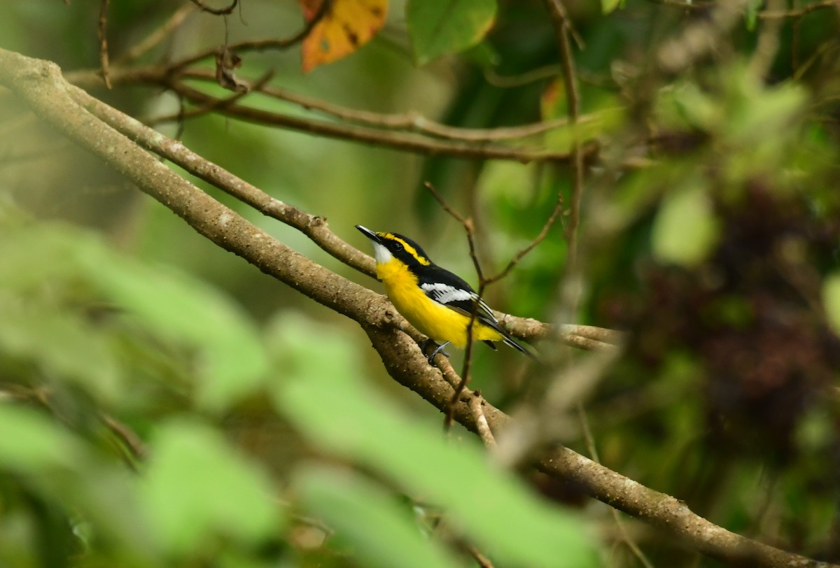 Yellow-breasted Boatbill - ML616878722