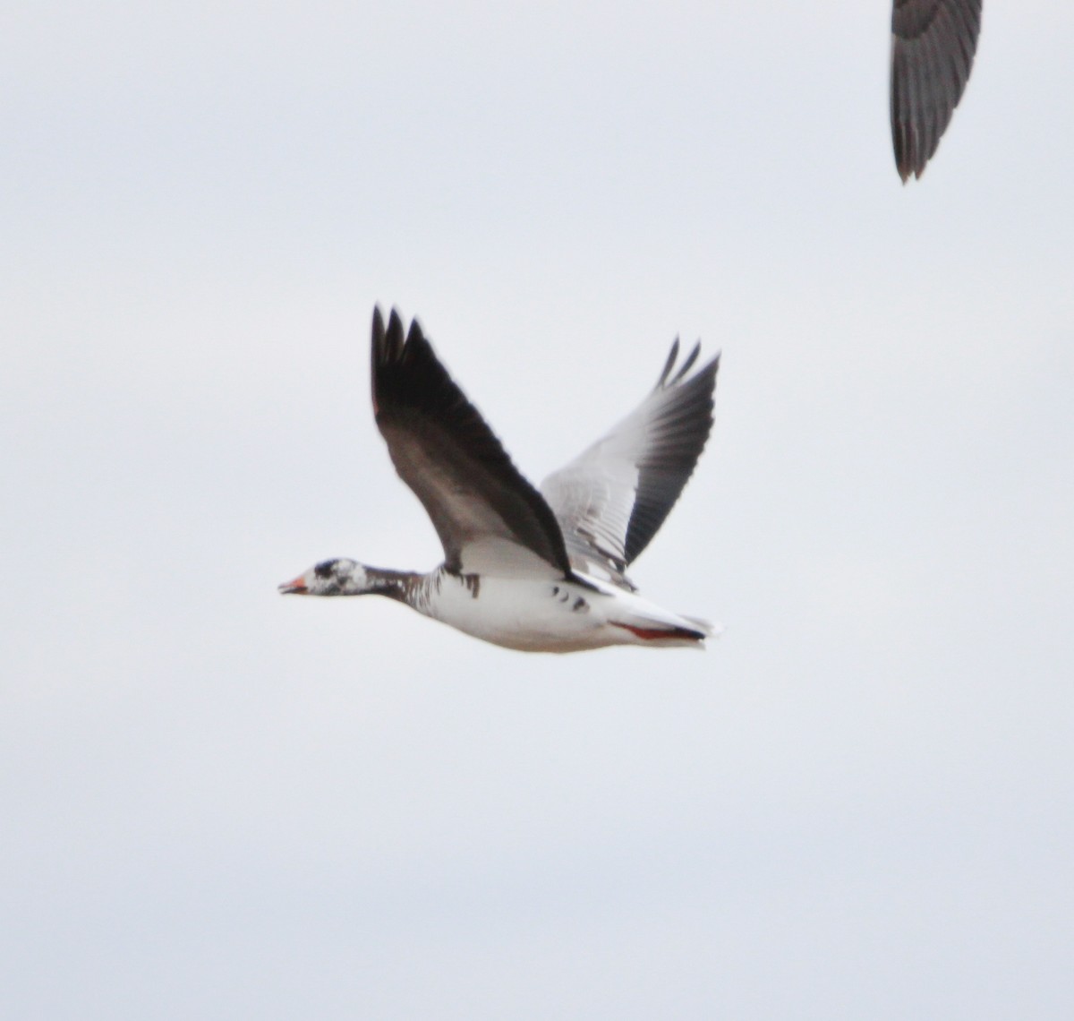 Greater White-fronted Goose - ML616878758