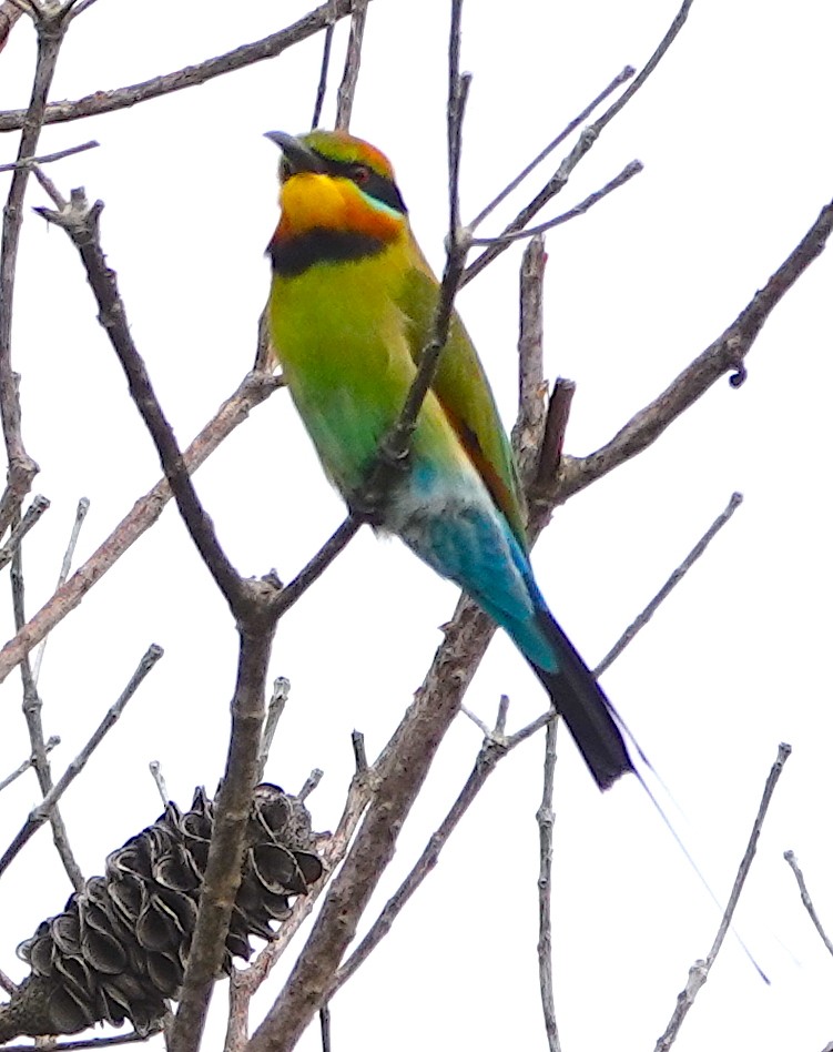 Rainbow Bee-eater - ML616878805