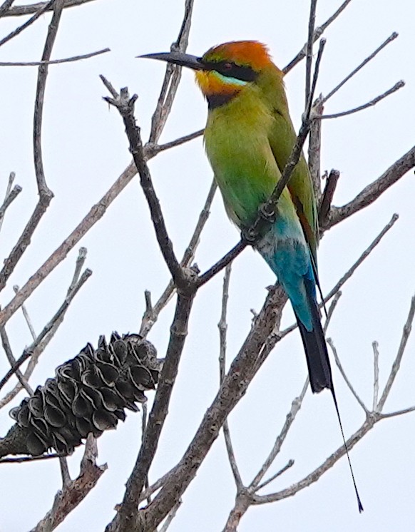 Rainbow Bee-eater - Norm Clayton