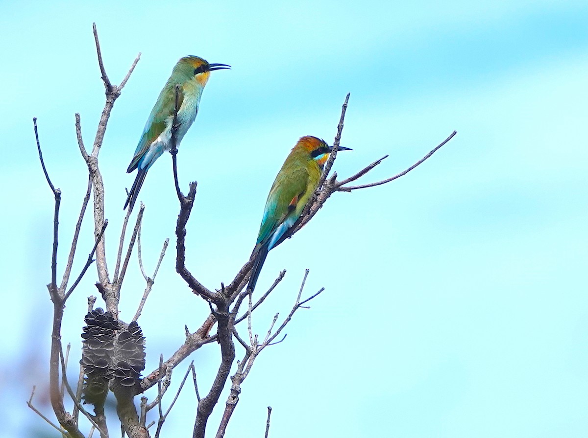 Rainbow Bee-eater - ML616878818