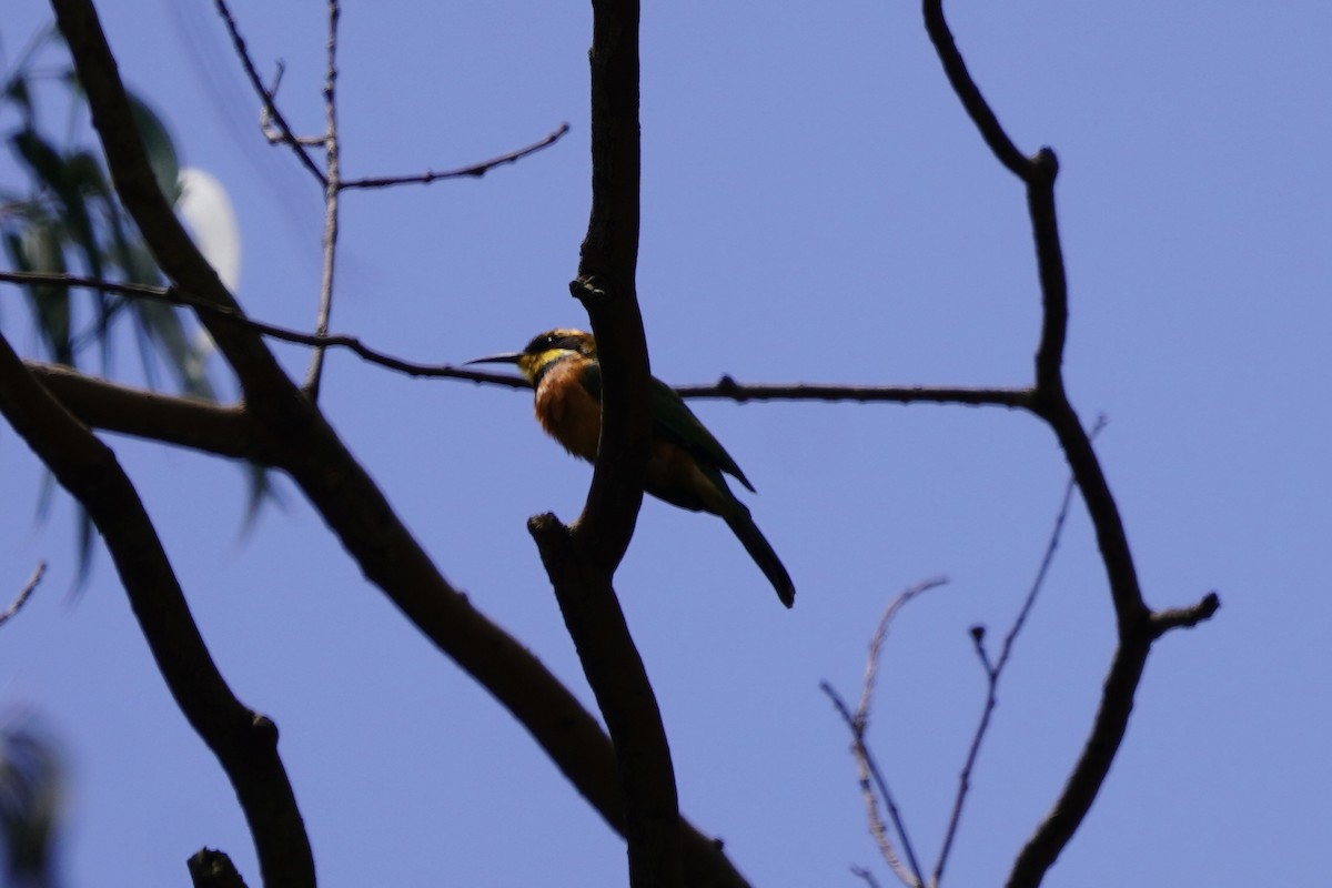 Cinnamon-chested Bee-eater - ML616878852