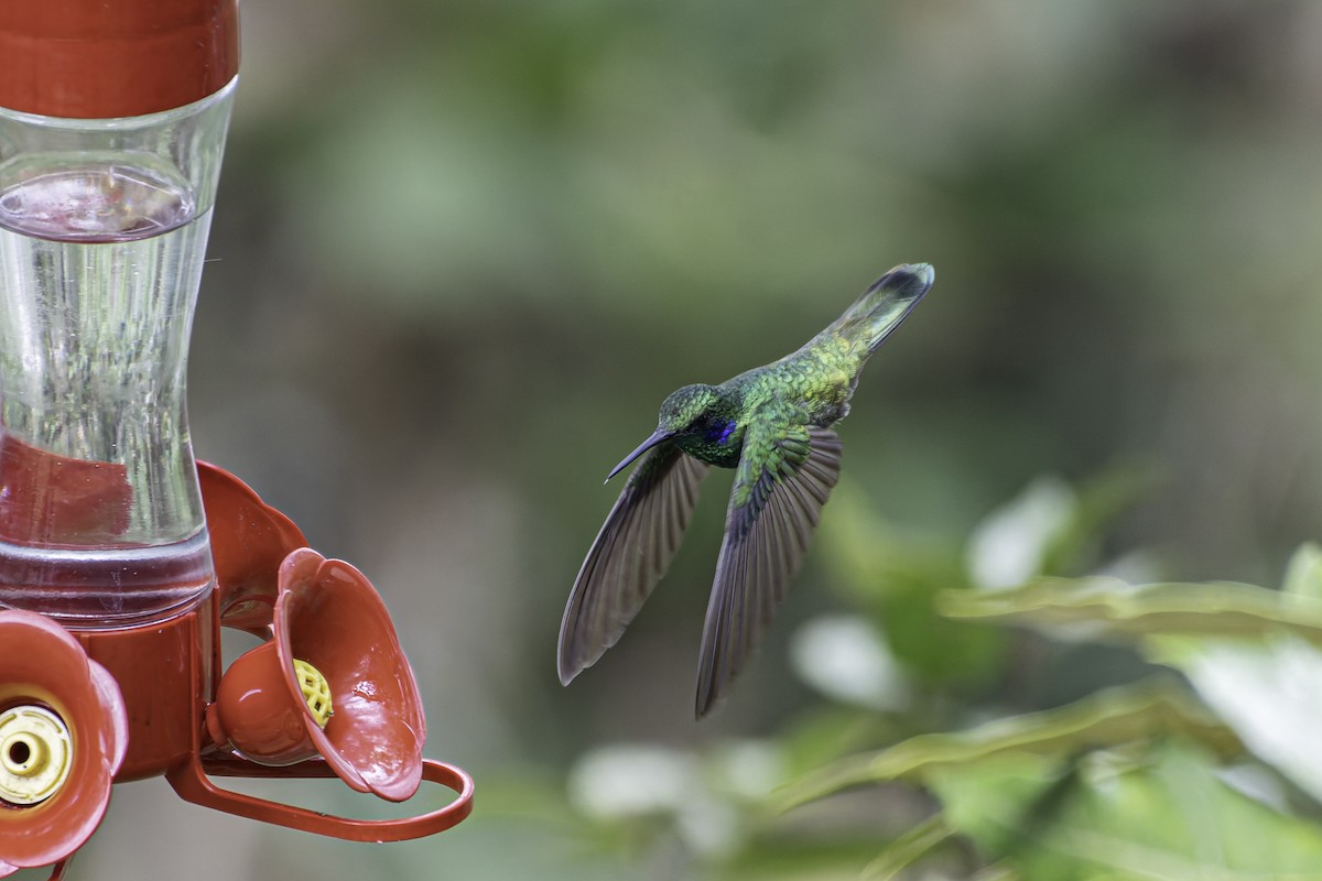 kolibřík modrouchý - ML616878922