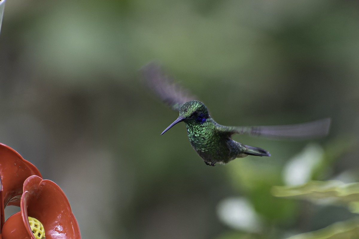 kolibřík modrouchý - ML616878927