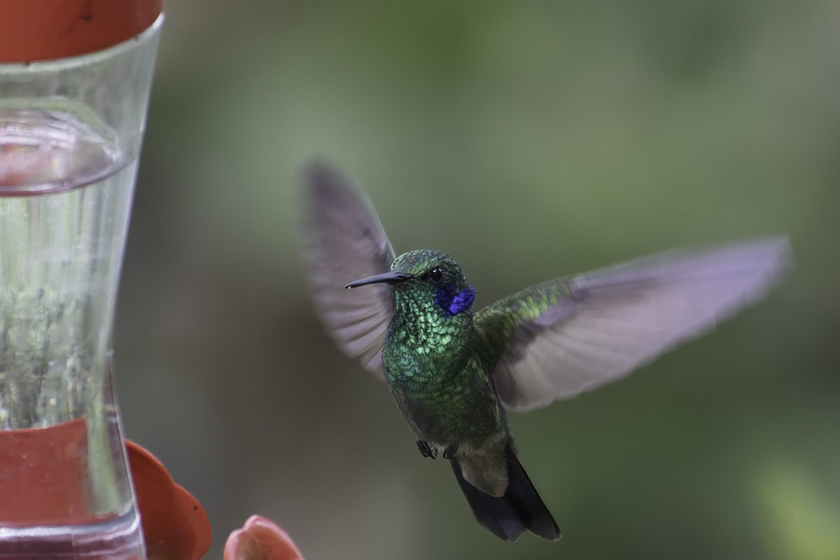 kolibřík modrouchý - ML616878935