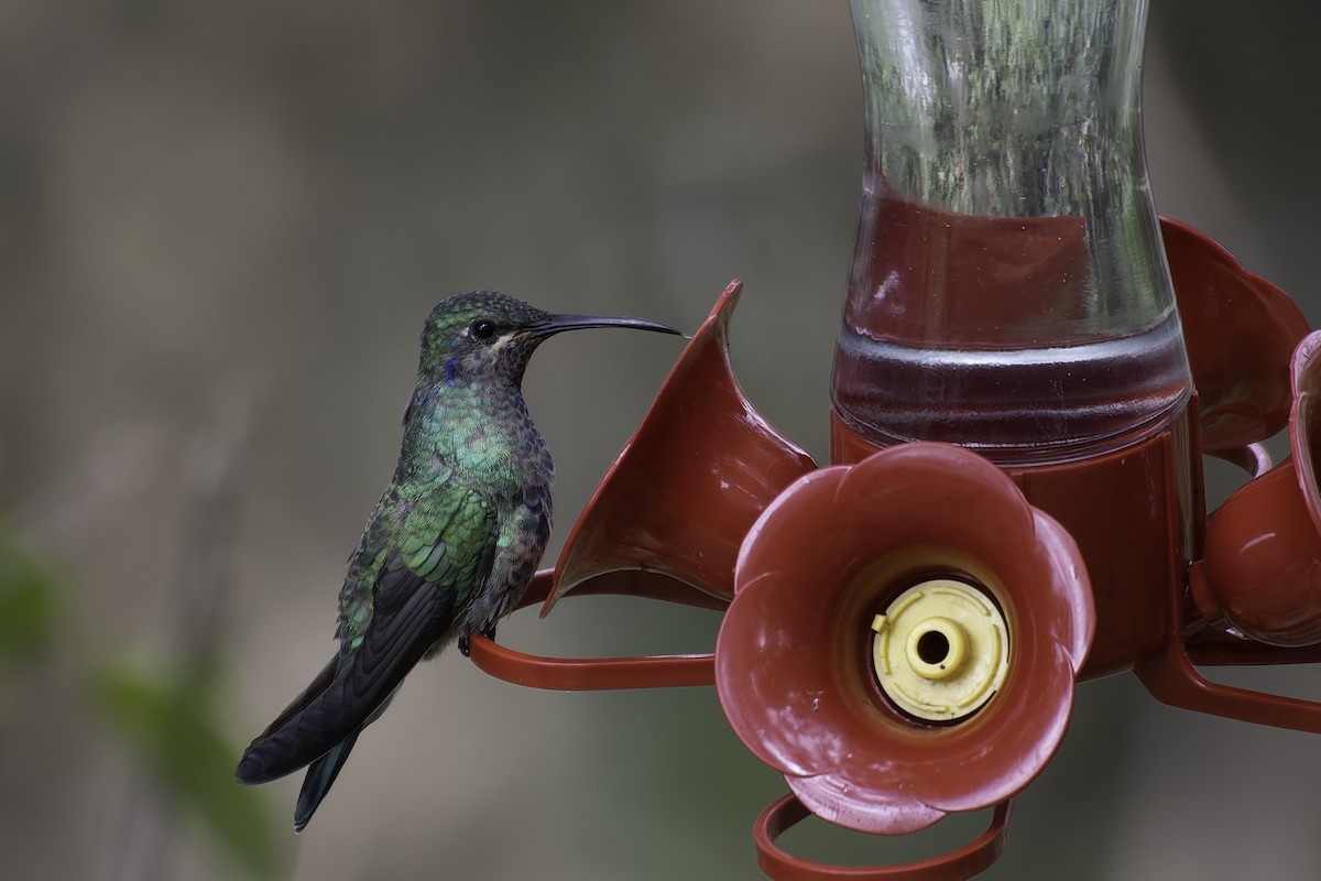 kolibřík modrolící - ML616878940