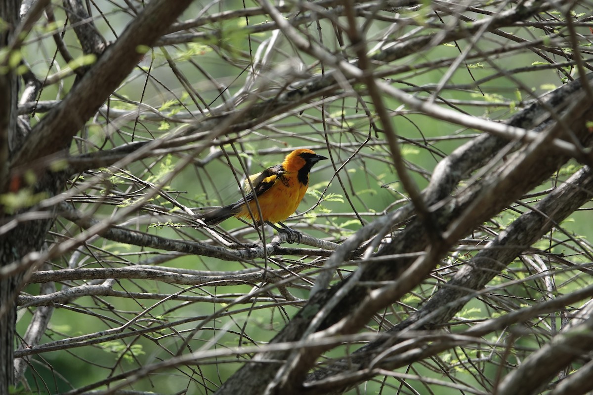 Spot-breasted Oriole - ML616878944