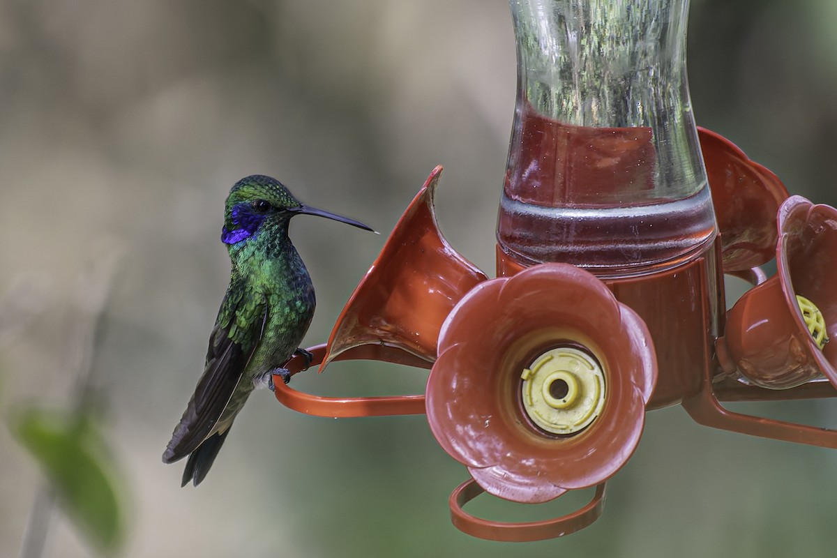 kolibřík modrouchý - ML616878953