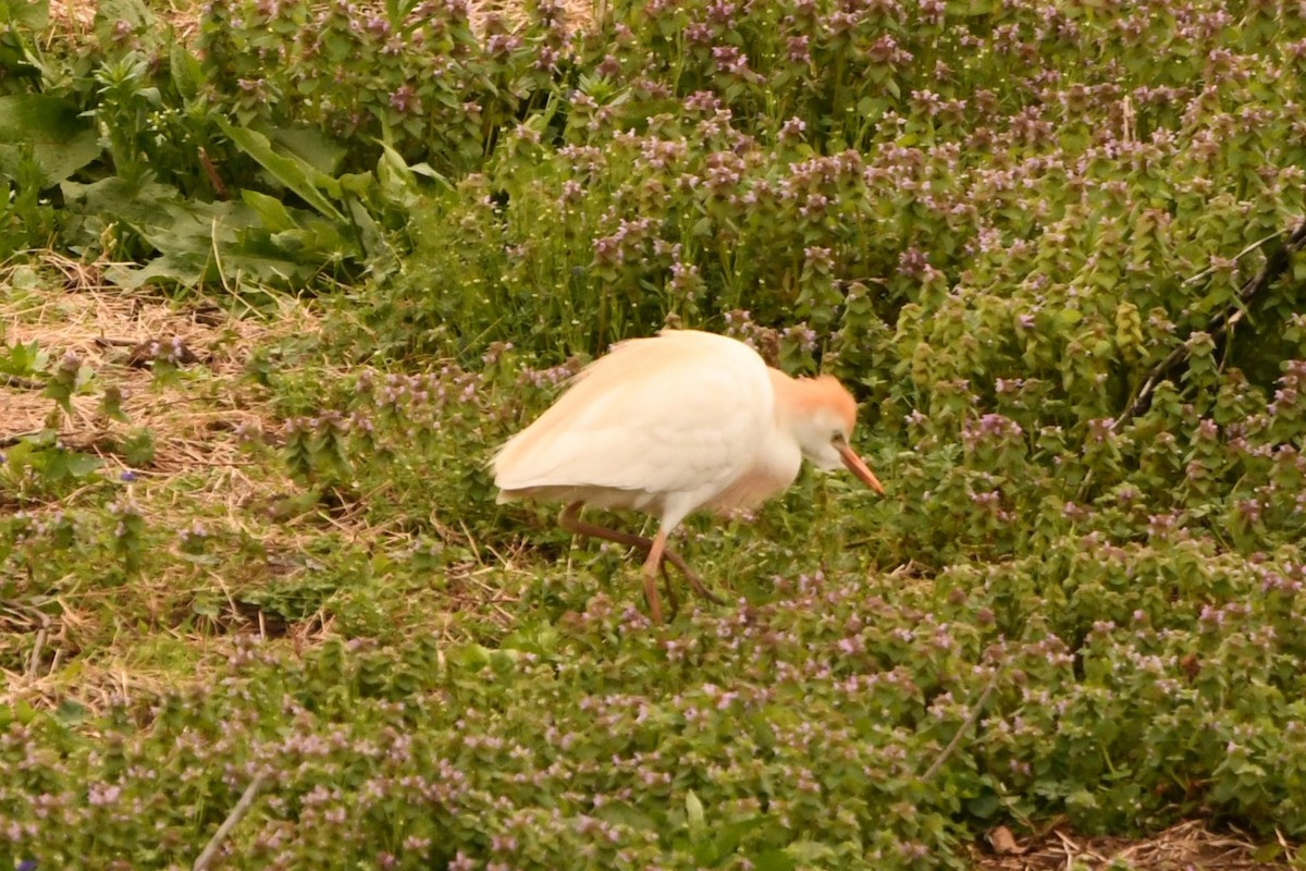Чапля єгипетська (підвид ibis) - ML616879017