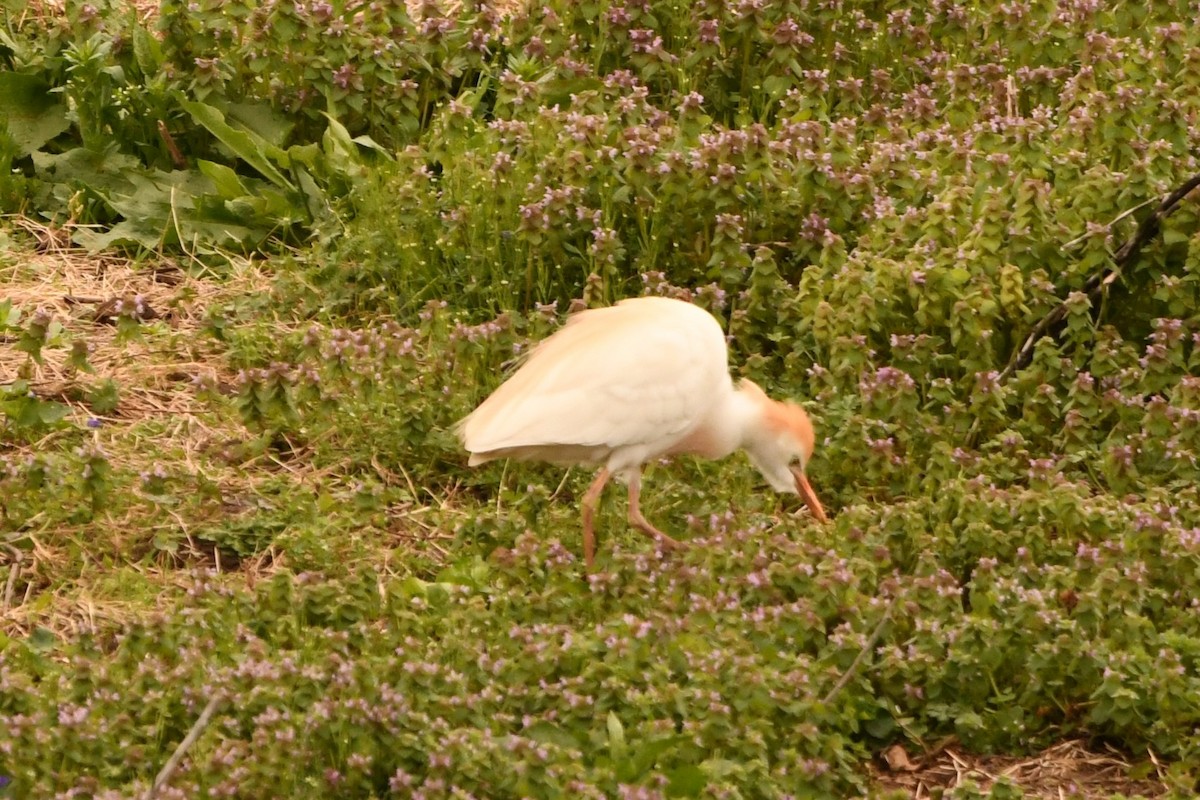 Чапля єгипетська (підвид ibis) - ML616879020