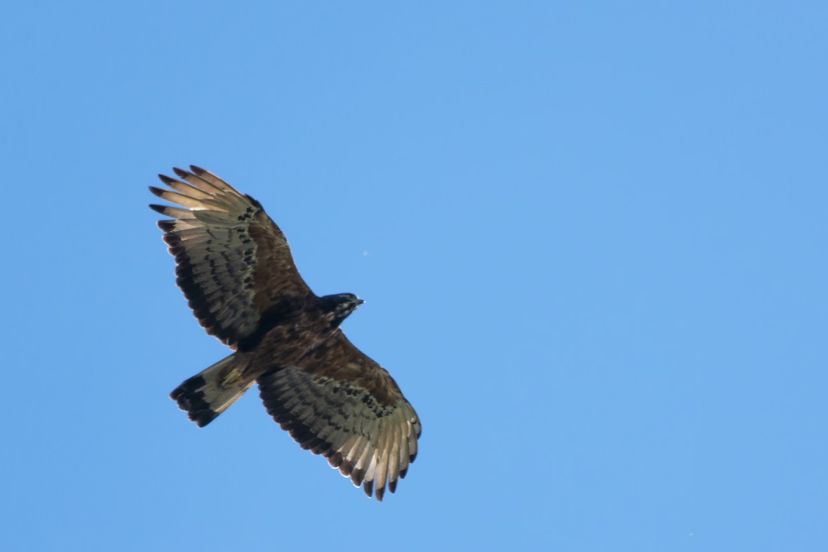 Black-and-chestnut Eagle - ML616879065