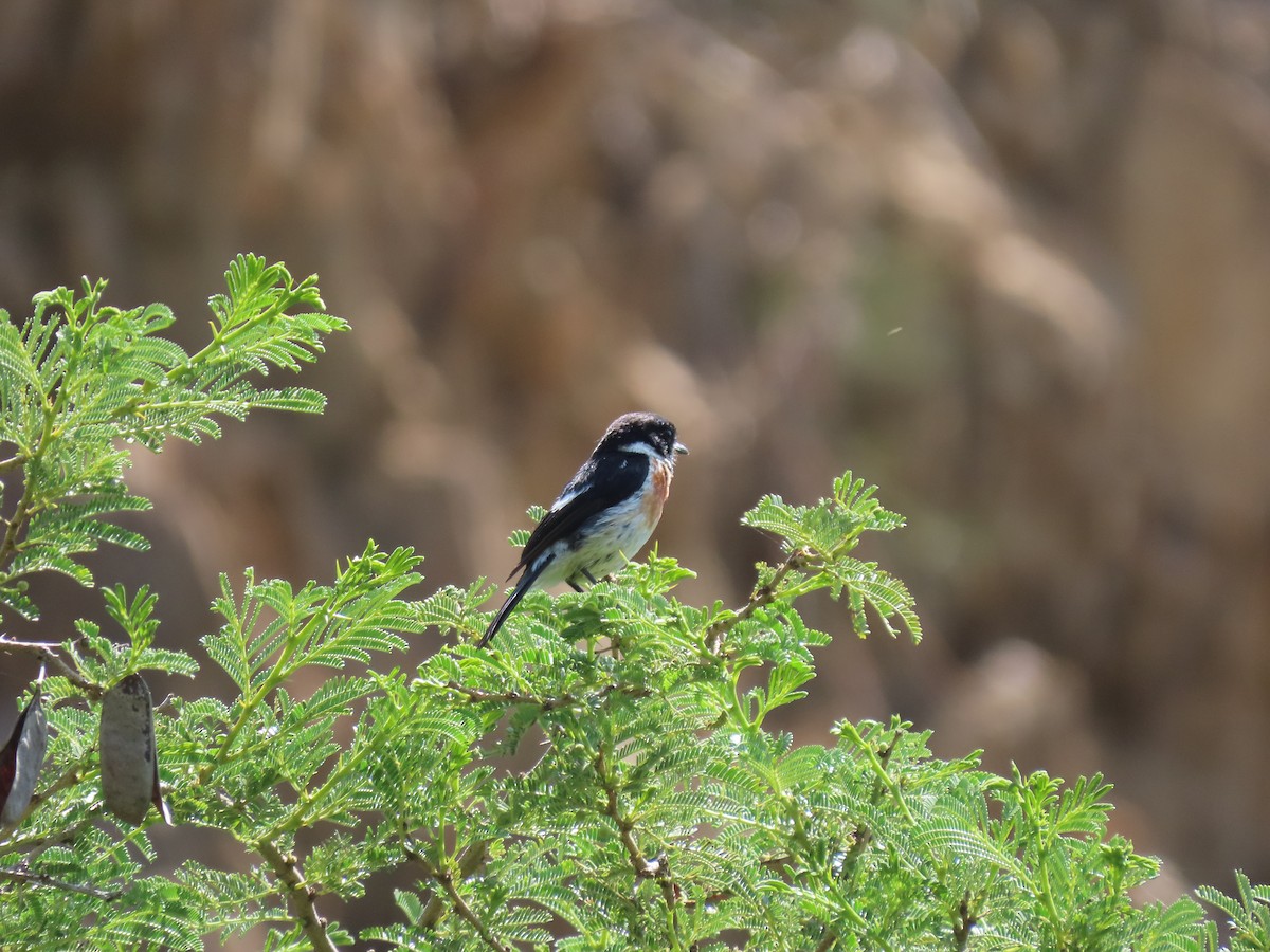 African Stonechat - ML616879530