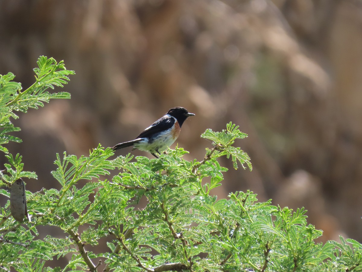 African Stonechat - ML616879531