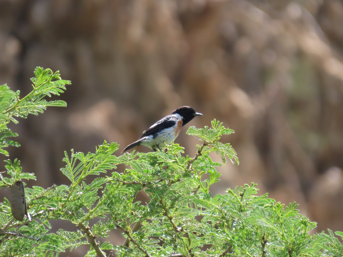 African Stonechat - ML616879532