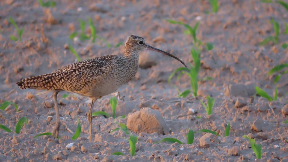 Long-billed Curlew - ML616879602