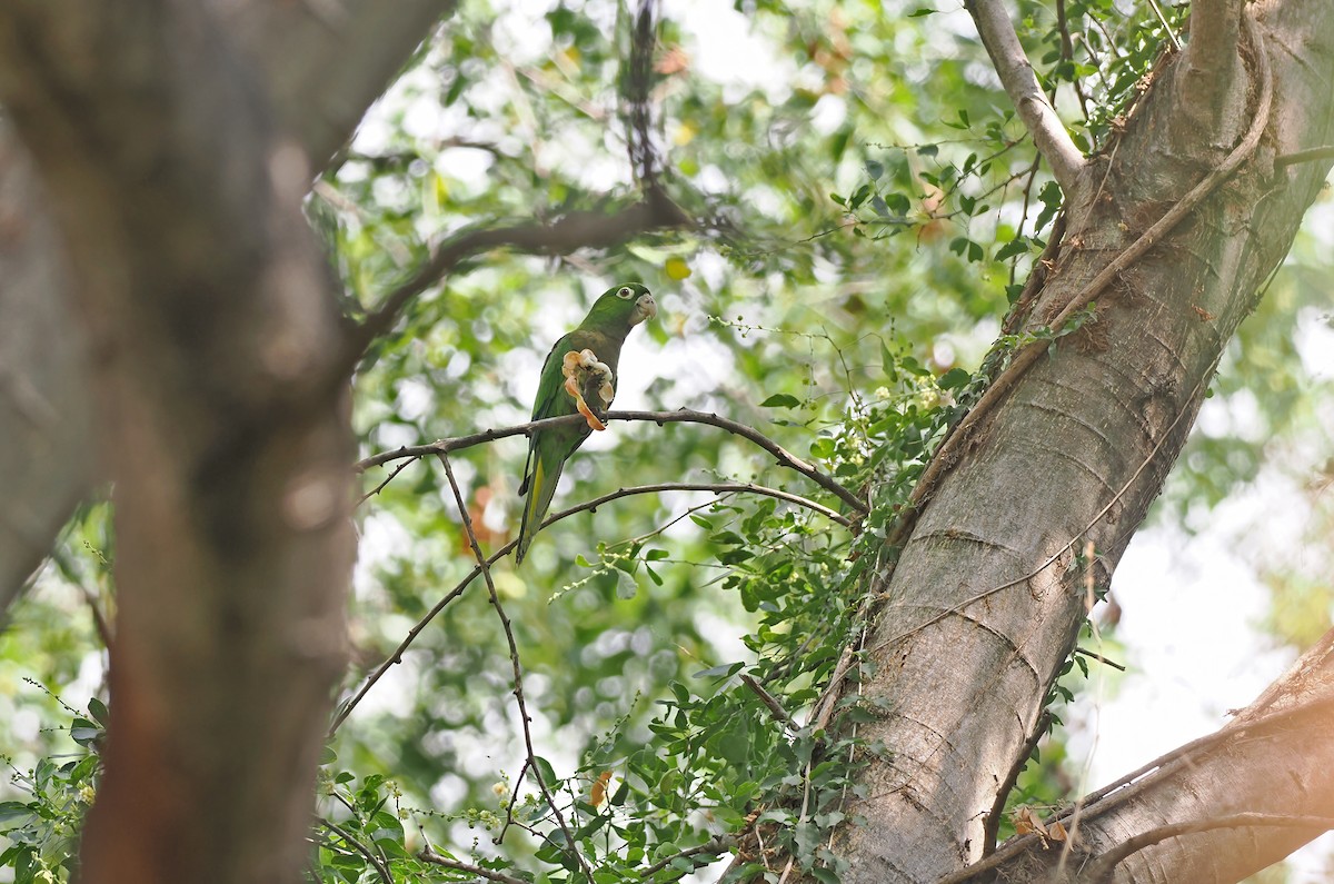 Olive-throated Parakeet (Jamaican) - ML616879672