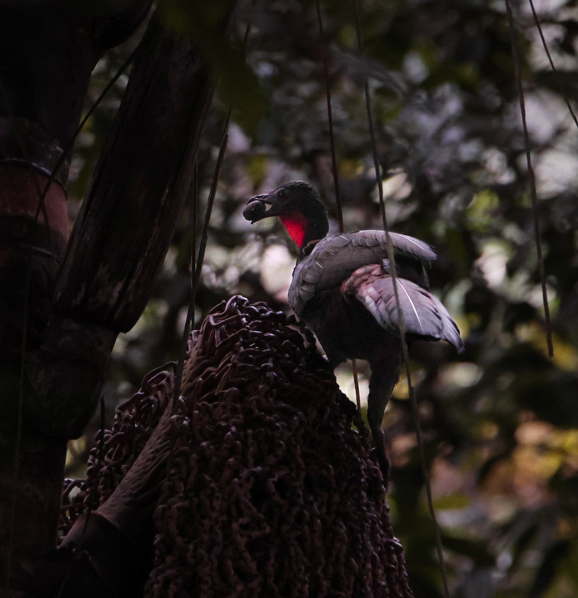 Crested Guan - ML616879694