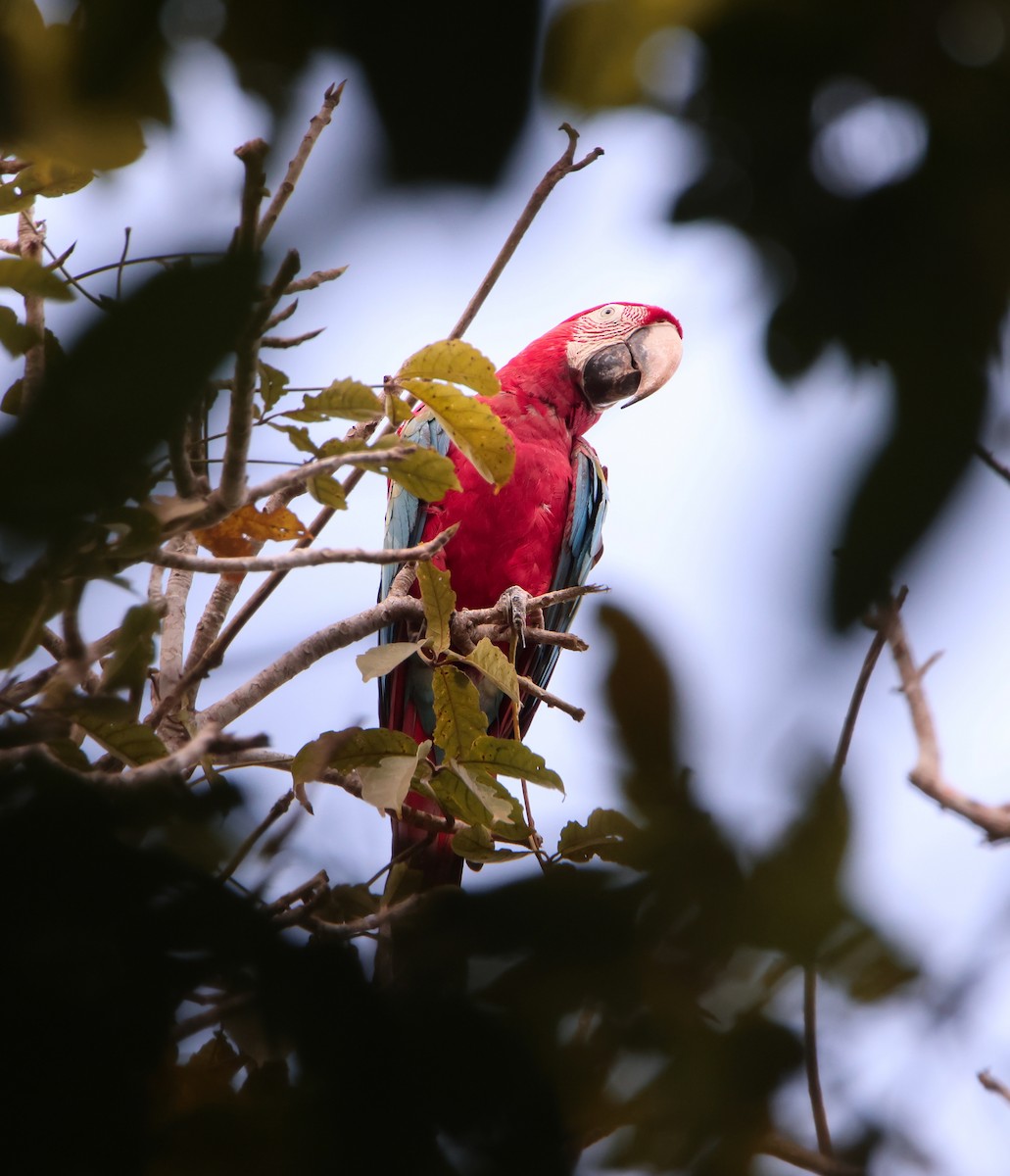 Red-and-green Macaw - ML616879742