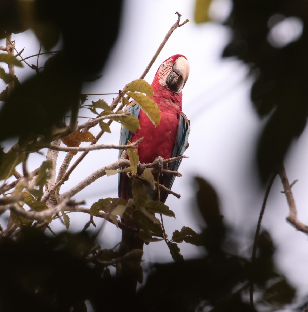 Red-and-green Macaw - ML616879744
