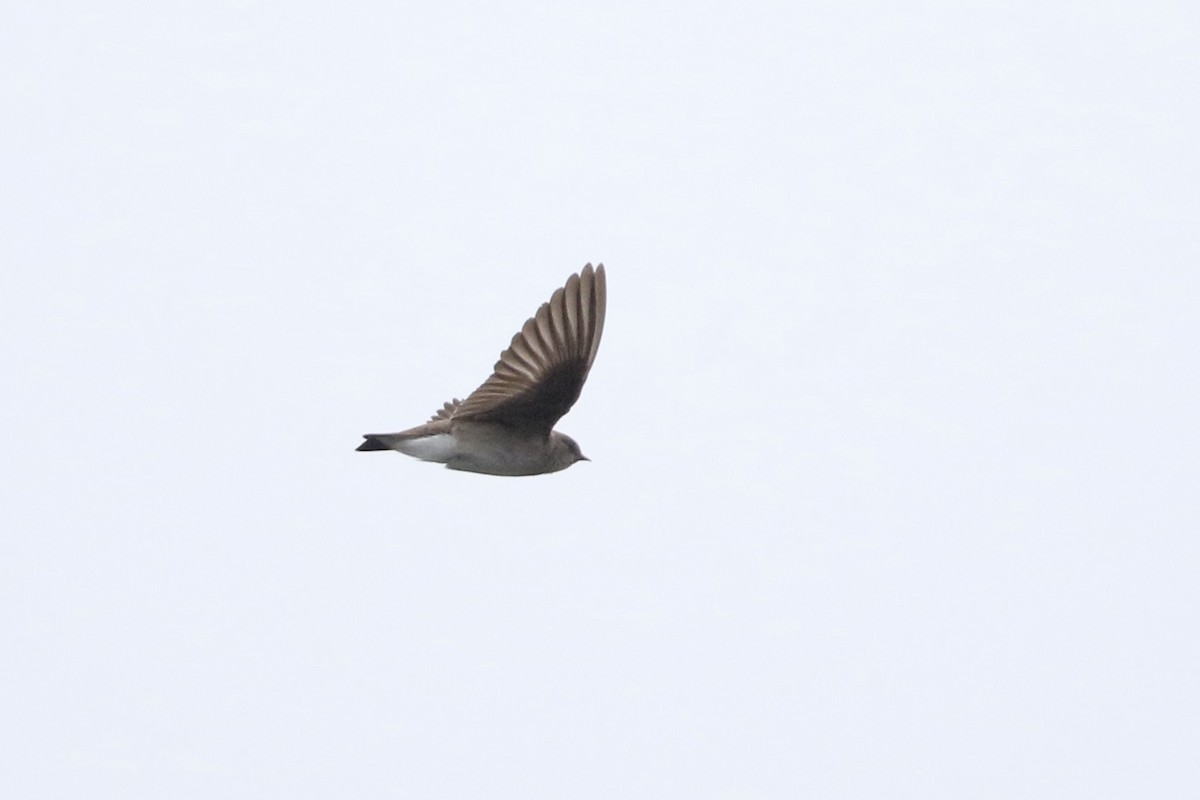 Northern Rough-winged Swallow - John Garrett