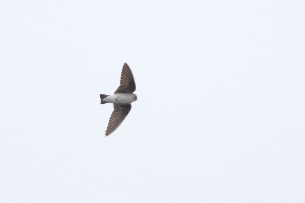 Northern Rough-winged Swallow - ML616880040