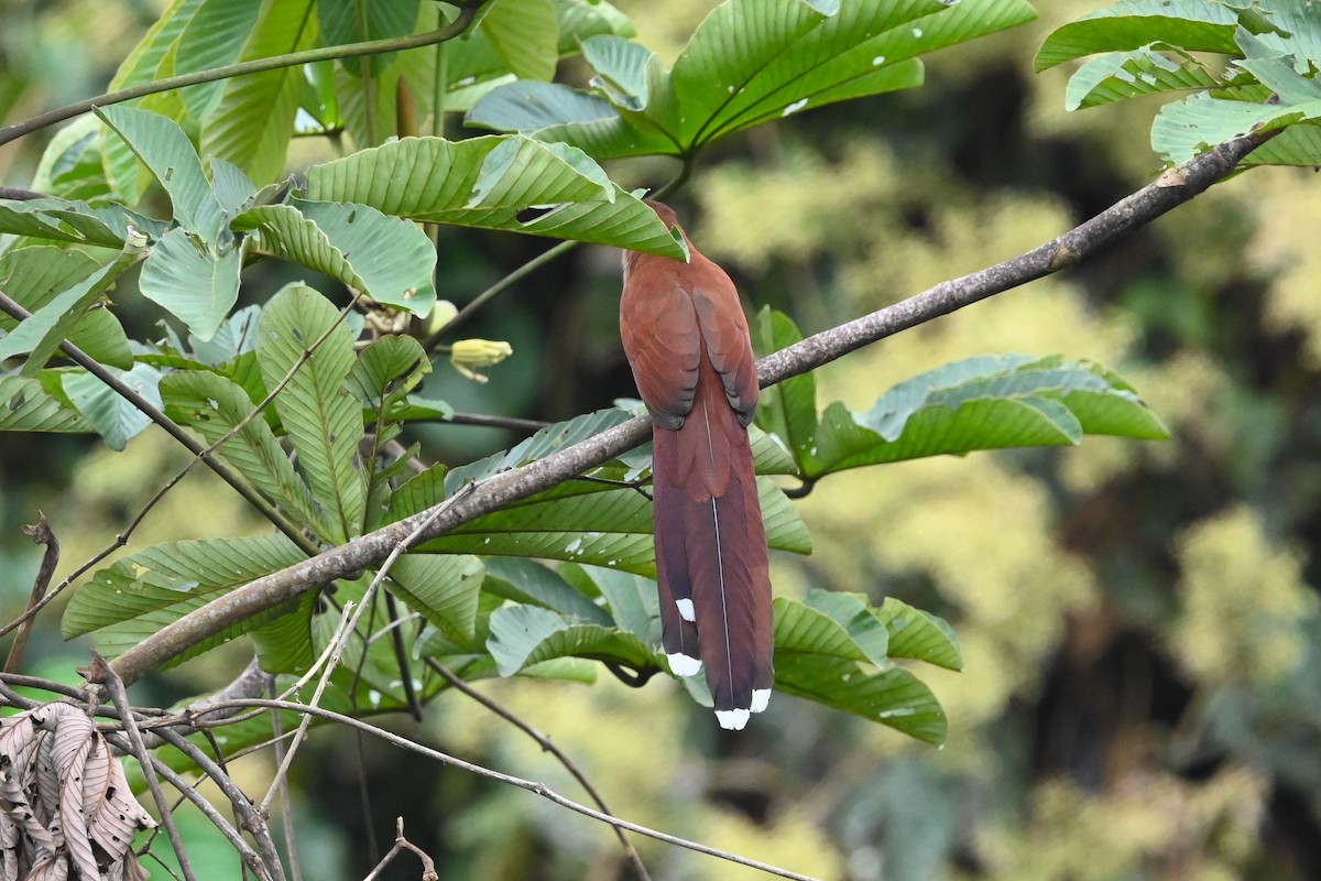 Squirrel Cuckoo (Amazonian) - ML616880074