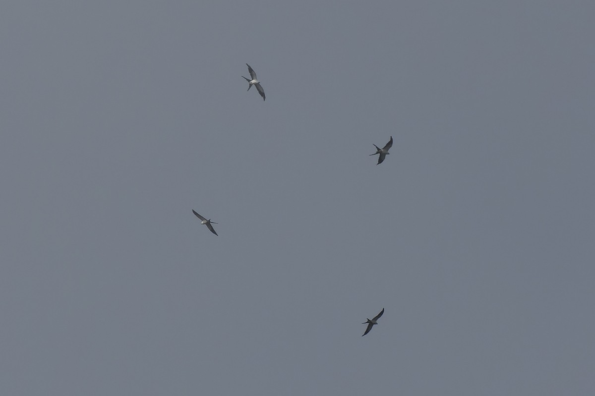 Swallow-tailed Kite - ML616880215