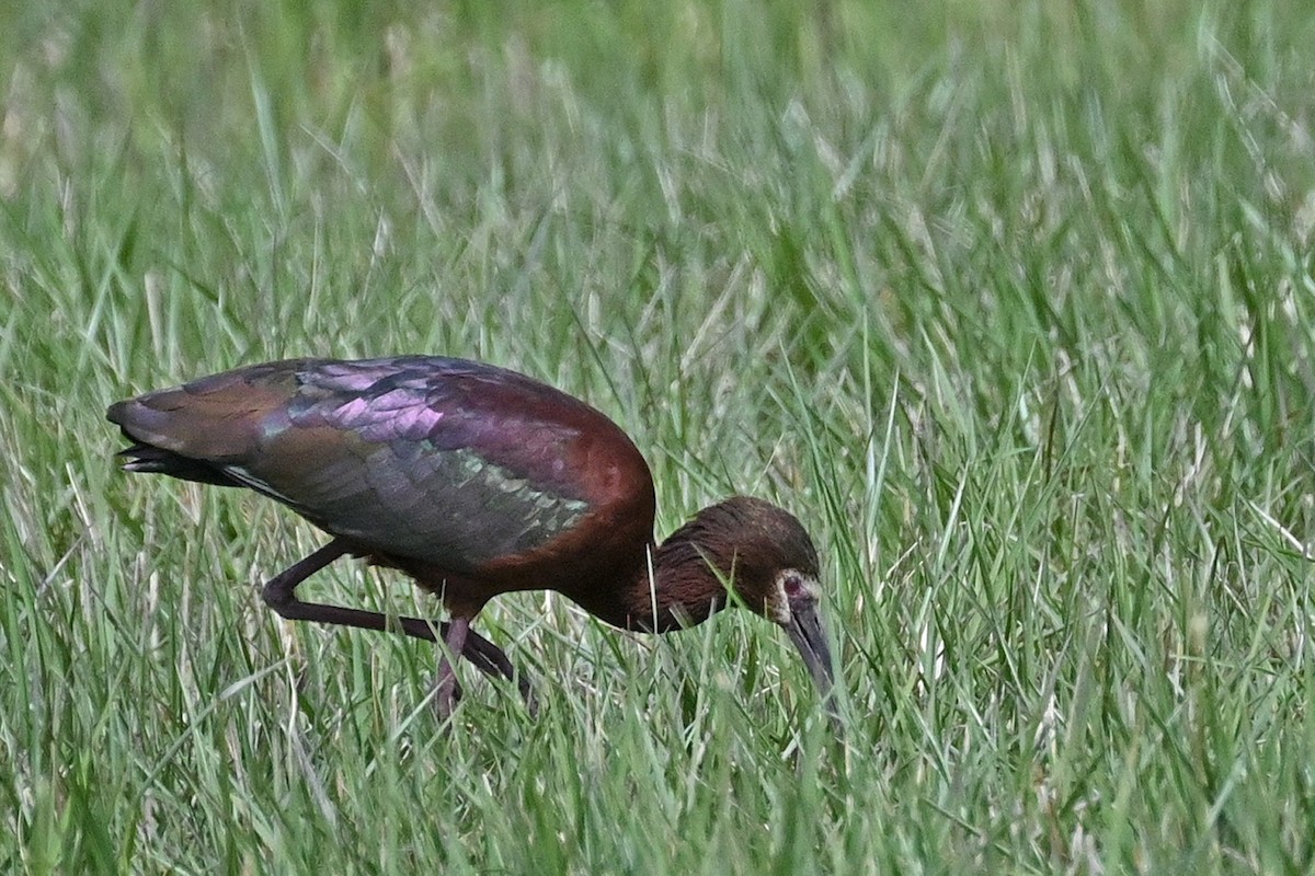 ibis americký - ML616880255