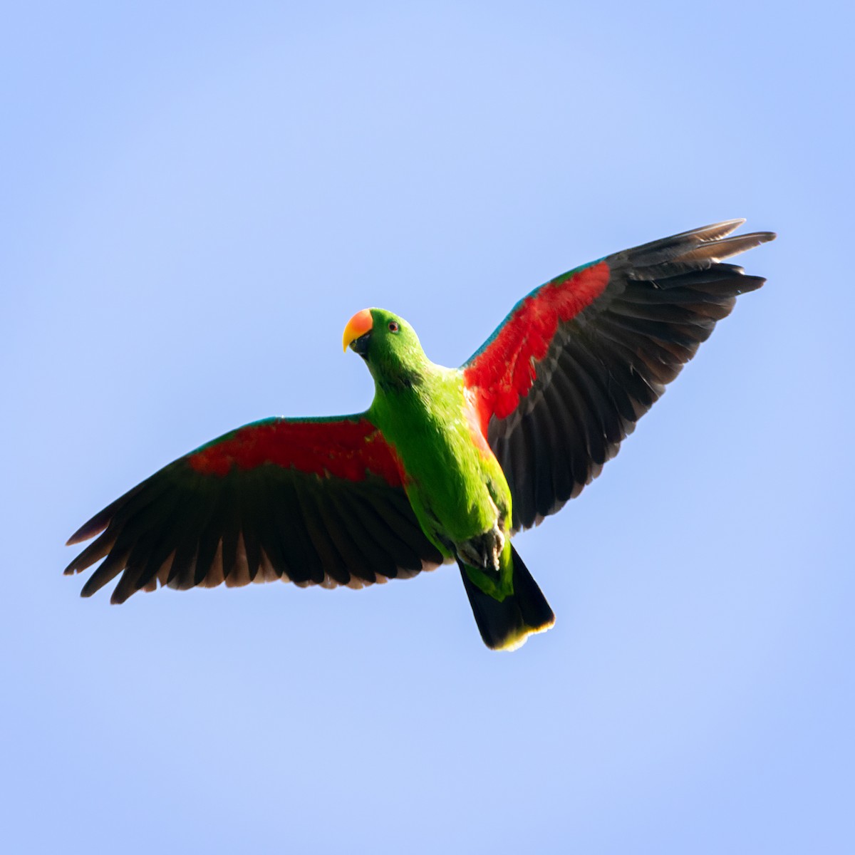 Papua Eklektus Papağanı - ML616880400