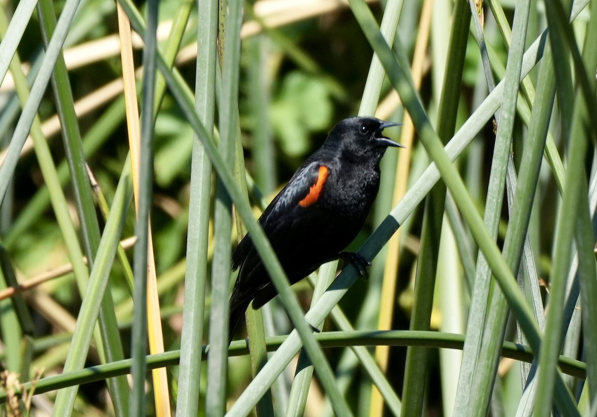 Red-winged Blackbird (California Bicolored) - Ryan Ludman