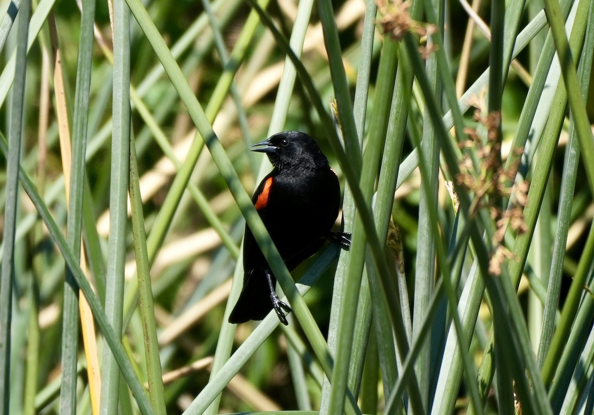 Red-winged Blackbird (California Bicolored) - ML616880703