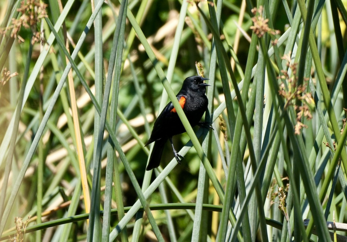 vlhovec červenokřídlý (ssp. californicus/mailliardorum) - ML616880707
