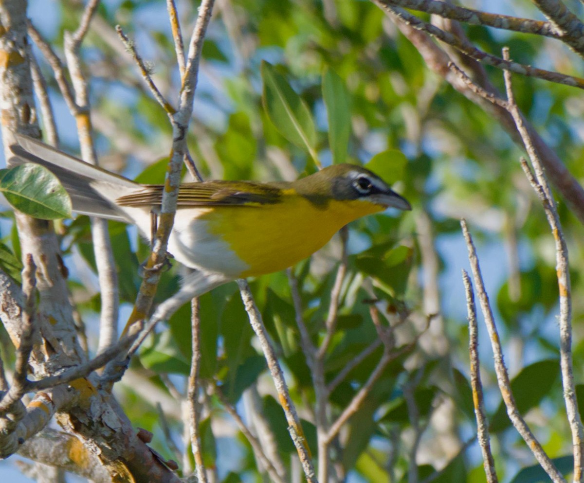 Yellow-breasted Chat - ML616880713