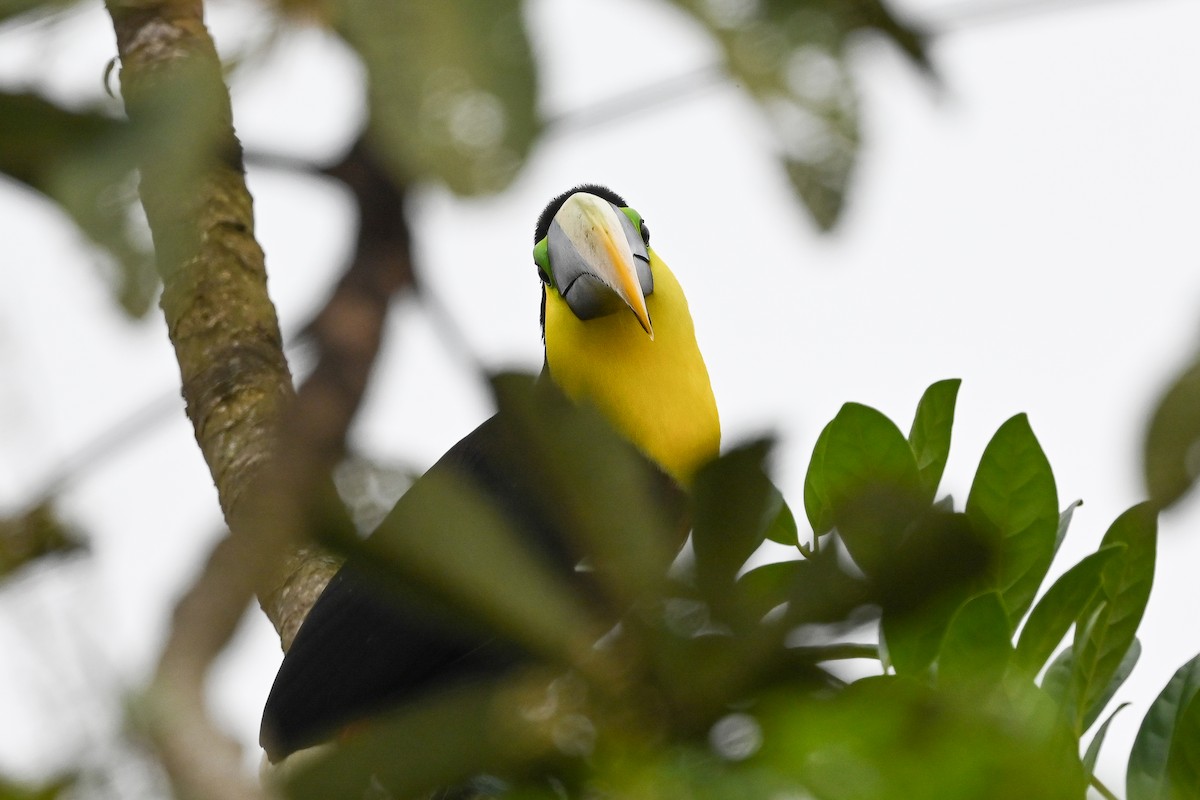 Yellow-throated Toucan (Black-mandibled) - Dan O'Brien